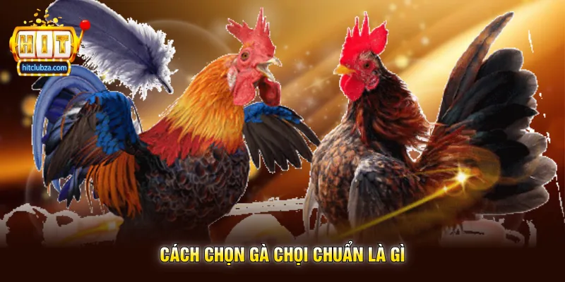 Cách Chọn Gà Chọi Chuẩn Kinh Nghiệm Được Nhiều Người Quan Tâm Trên Hitclub 1 Cách Chọn Gà Chọi Chuẩn Là Gì
