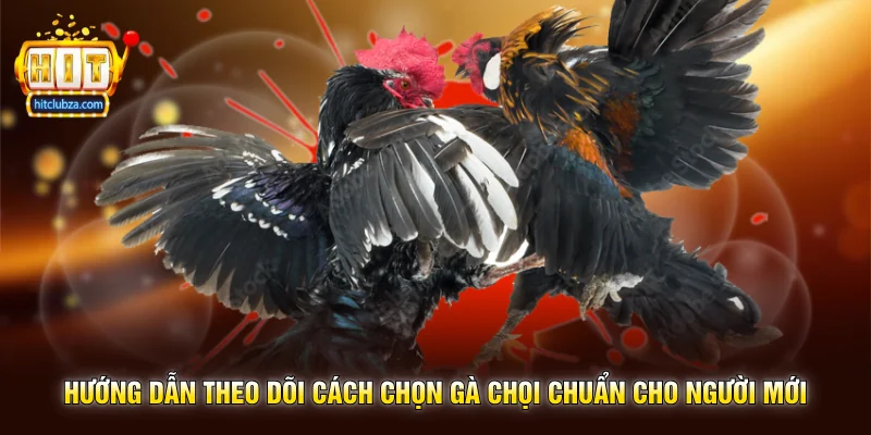 Cách Chọn Gà Chọi Chuẩn Kinh Nghiệm Được Nhiều Người Quan Tâm Trên Hitclub 2 Hướng Dẫn Theo Dõi Cách Chọn Gà Chọi Chuẩn Cho Người Mới