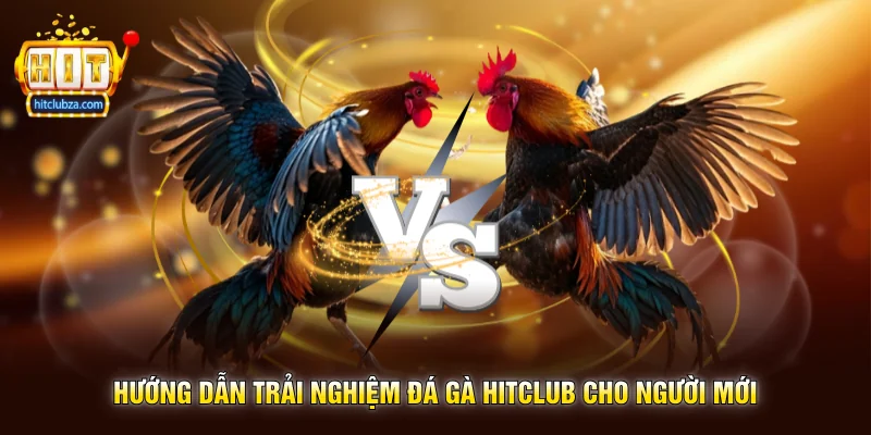 Hướng Dẫn Trải Nghiệm Đá Gà Hitclub Cho Người Mới