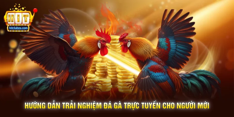 Đá Gà Trực Tuyến Sân Chơi Giải Trí Kịch Tính Được Nhiều Người Yêu Thích 2 Hướng Dẫn Trải Nghiệm Đá Gà Trực Tuyến Cho Người Mới