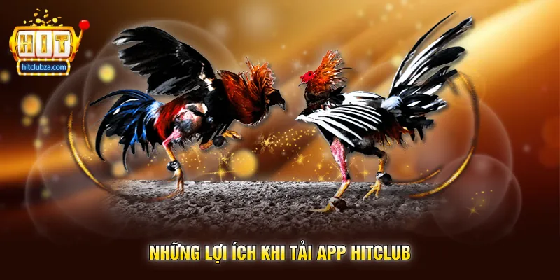 Cách Chọn Gà Chọi Chuẩn Kinh Nghiệm Được Nhiều Người Quan Tâm Trên Hitclub 3 Những Lợi Ích Khi Tải App Hitclub