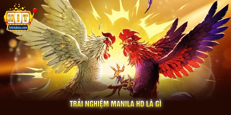 Trải Nghiệm Manila HD Không Gian Theo Dõi Đá Gà Sắc Nét Trên Hitclub 4 Trải Nghiệm Manila HD Là Gì